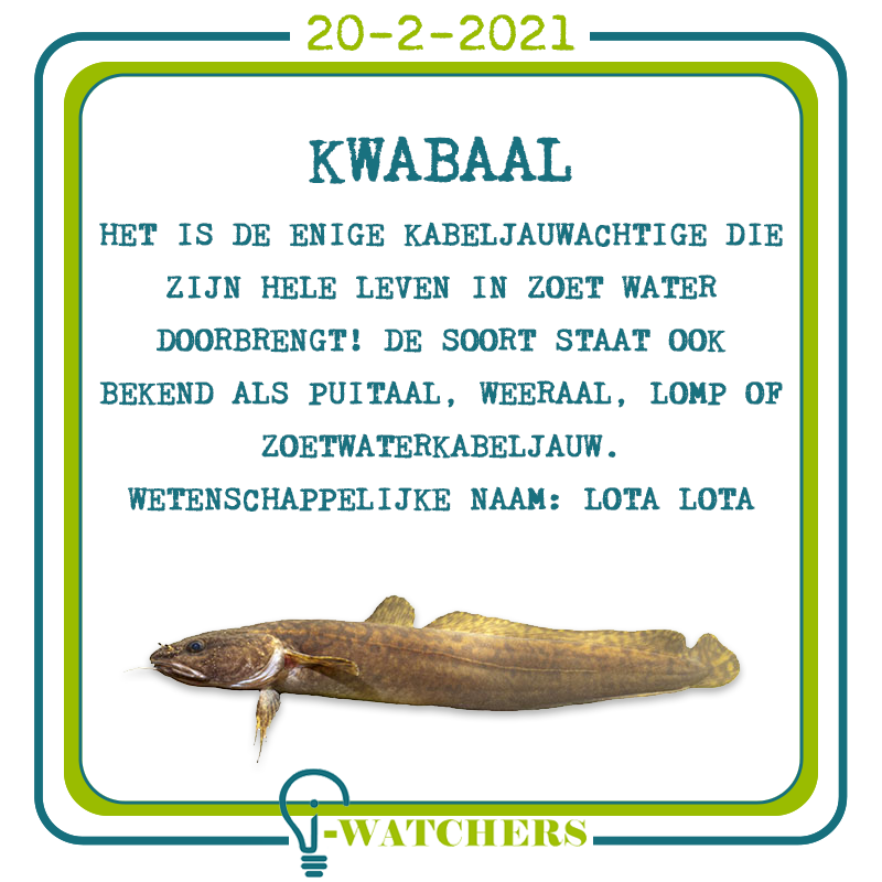 Kwabaal