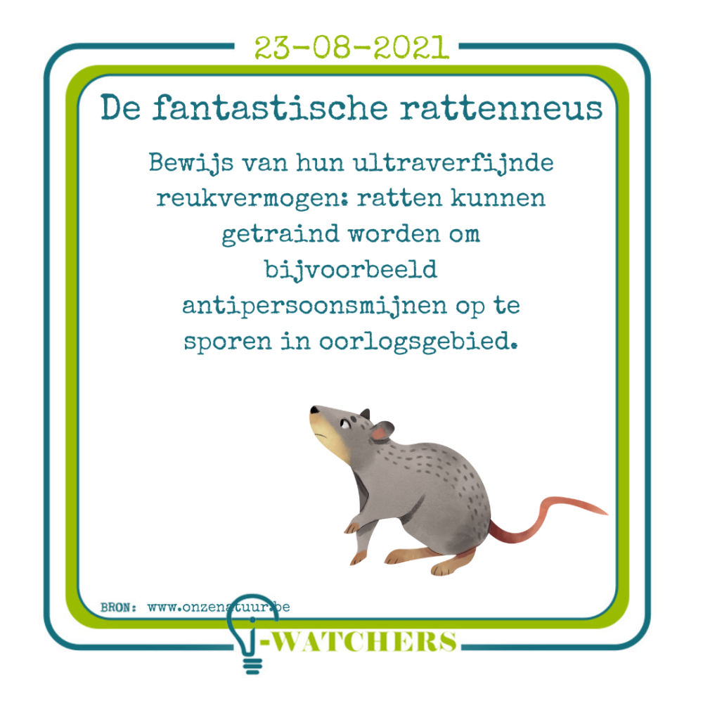 Ratten sporen ziektes op