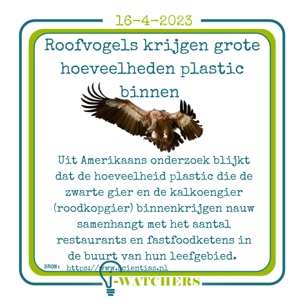 Roofvogels krijgen grote hoeveelheden plastic binnen. Maar soms eten ze het expres op.